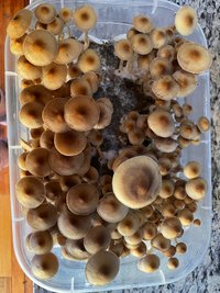 apeR_1stFlush_36.jpg