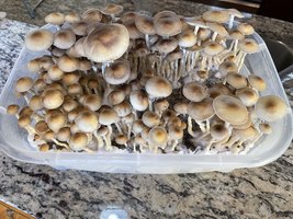 apeR_1stFlush_38.jpg