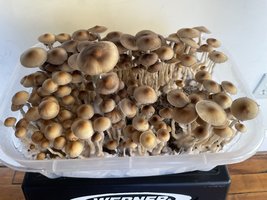 apeR_1stFlush_39.jpg