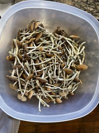 apeR_1stFlush_40.jpg