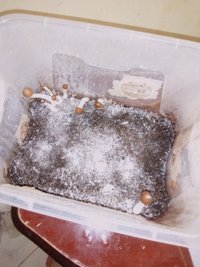 IMG_20210126_121642.jpg