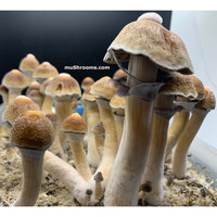tidal-wave-cubensis-9-500x500.jpg