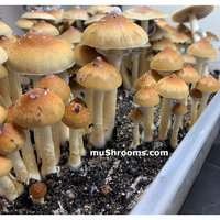 tidal-wave-cubensis-18-500x500.jpg