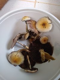 IMG_20210128_105252352.jpg