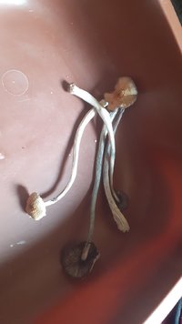 IMG-20210123-WA0013.jpeg