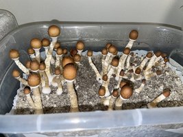 apeR_2ndFlush_04.jpg