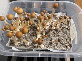 apeR_2ndFlush_05.jpg