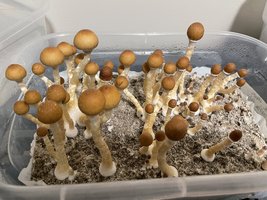 apeR_2ndFlush_07.jpg