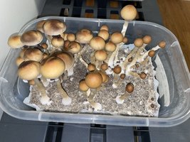 apeR_2ndFlush_08.jpg