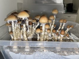 apeR_2ndFlush_09.jpg