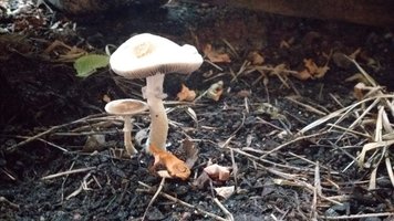 IMG-20210206-WA0046.jpeg