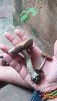IMG-20210206-WA0049.jpeg