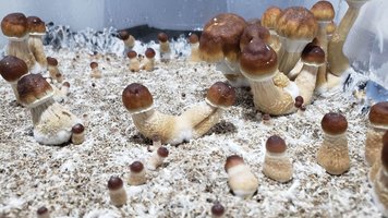 20210213_colheita_1_1.jpg