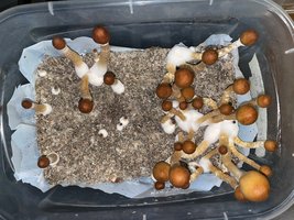 apeR_3rd&4thFlush_01.jpg