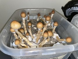 apeR_3rd&4thFlush_02.jpg