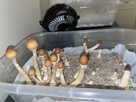 apeR_3rd&4thFlush_03.jpg