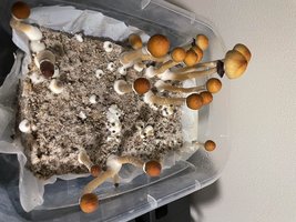 apeR_3rd&4thFlush_04.jpg