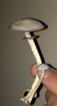 IMG_20210214_062130880_2.jpg
