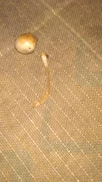 IMG_20210302_114511018.jpg