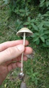 IMG_20210317_133635086.jpg