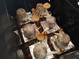 IMG_20210328_073059.jpg