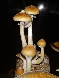 IMG_20210329_062144.jpg