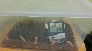 IMG-20210403-WA0000.jpg