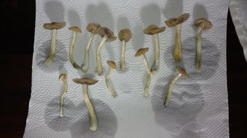 IMG_20210404_085437257.jpg
