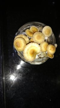 IMG_20210408_065904033.jpg