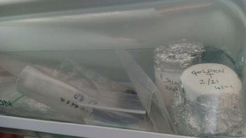 Rodizio de enterogeneos vs comestiveis em laboratório ultra improvisado