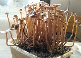 Psilocybe-Atlantis.jpg