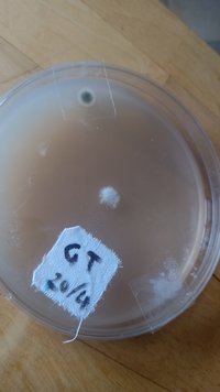 IMG-20210425-WA0014.jpeg