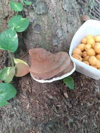 G. applanatum.jpeg