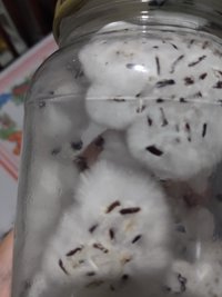 Pote que ficou fora da caixa térmica