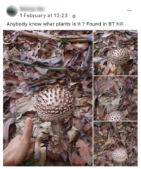 xSpiky-mushroom.png.pagespeed.ic.9VxChmIjYE.png