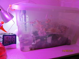IMG_8188.JPG