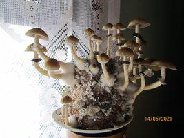 IMG_8194.JPG