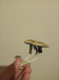 IMG_20210526_014524.jpg