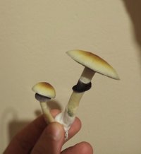 IMG_20210527_031105.jpg