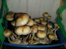 IMG-20210527-WA0117.jpg