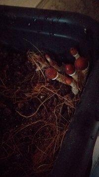 IMG-20210530-WA0030.jpeg
