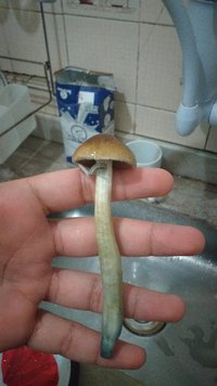 IMG-20210531-WA0011.jpeg