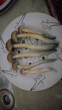 IMG-20210531-WA0009.jpeg
