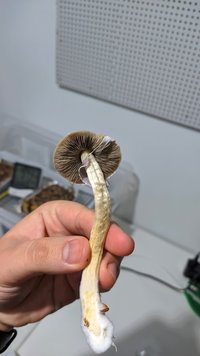 IMG_20210715_065947.jpg