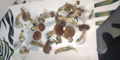 IMG_20210701_191035.jpg