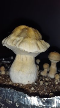 20200903_203126.jpg