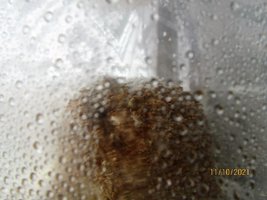 IMG_8290.JPG