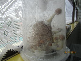 IMG_8300.JPG