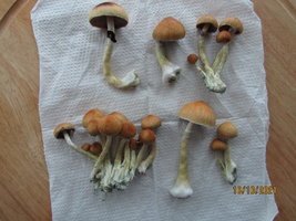 IMG_8305.JPG