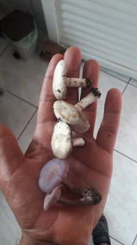 IMG-20211016-WA0011.jpeg